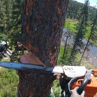 City Of Treez Tree Service logo