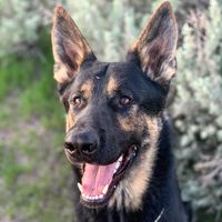 Blue Sage German Shepherds logo