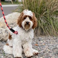 Eagle Ridge Australian Labradoodles logo